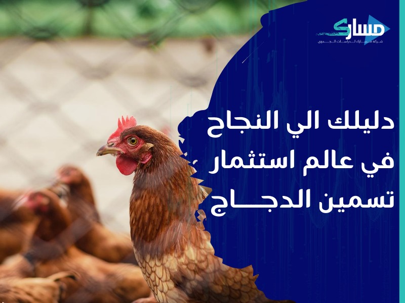 شركة دراسات جدوى في الرياض - ما هي العوامل الأساسية لنجاح مشروع تسمين دجاج؟