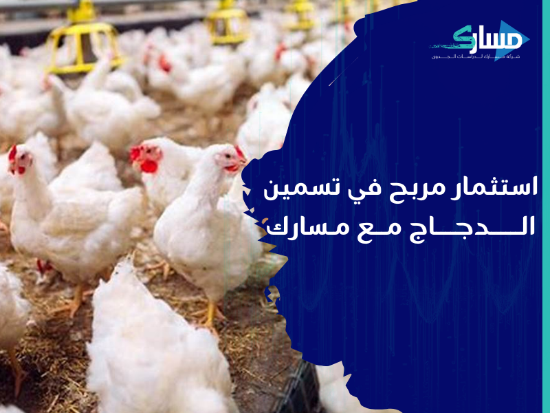 شركة دراسات جدوى في الرياض - ما هي العوامل الأساسية لنجاح مشروع تسمين دجاج؟